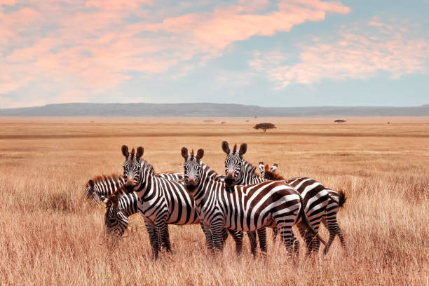 Tanzania image: Serengeti 4
